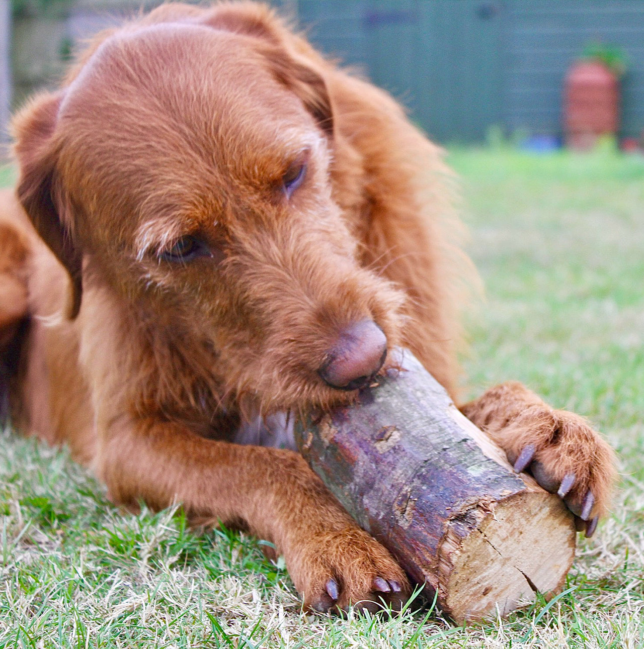 Large Dog Chew